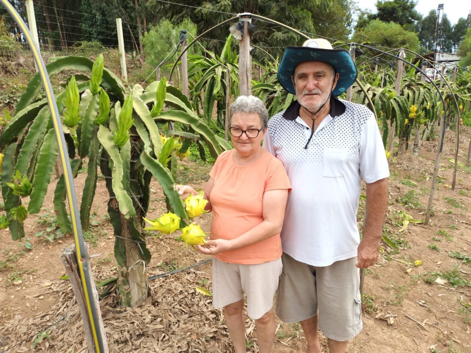 Família de Guamiranga produz pitaias e vende mudas para todo o Brasil