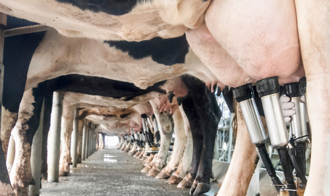 Produtor de leite paranaense viu receita cair ainda mais em novembro