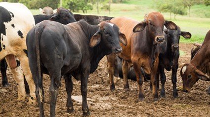 Abate de animais cresce no terceiro trimestre, com recorde de bovinos e suínos