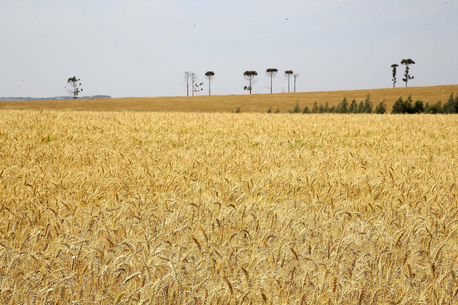 Brasil diminui importação de trigo em 27% em 2023