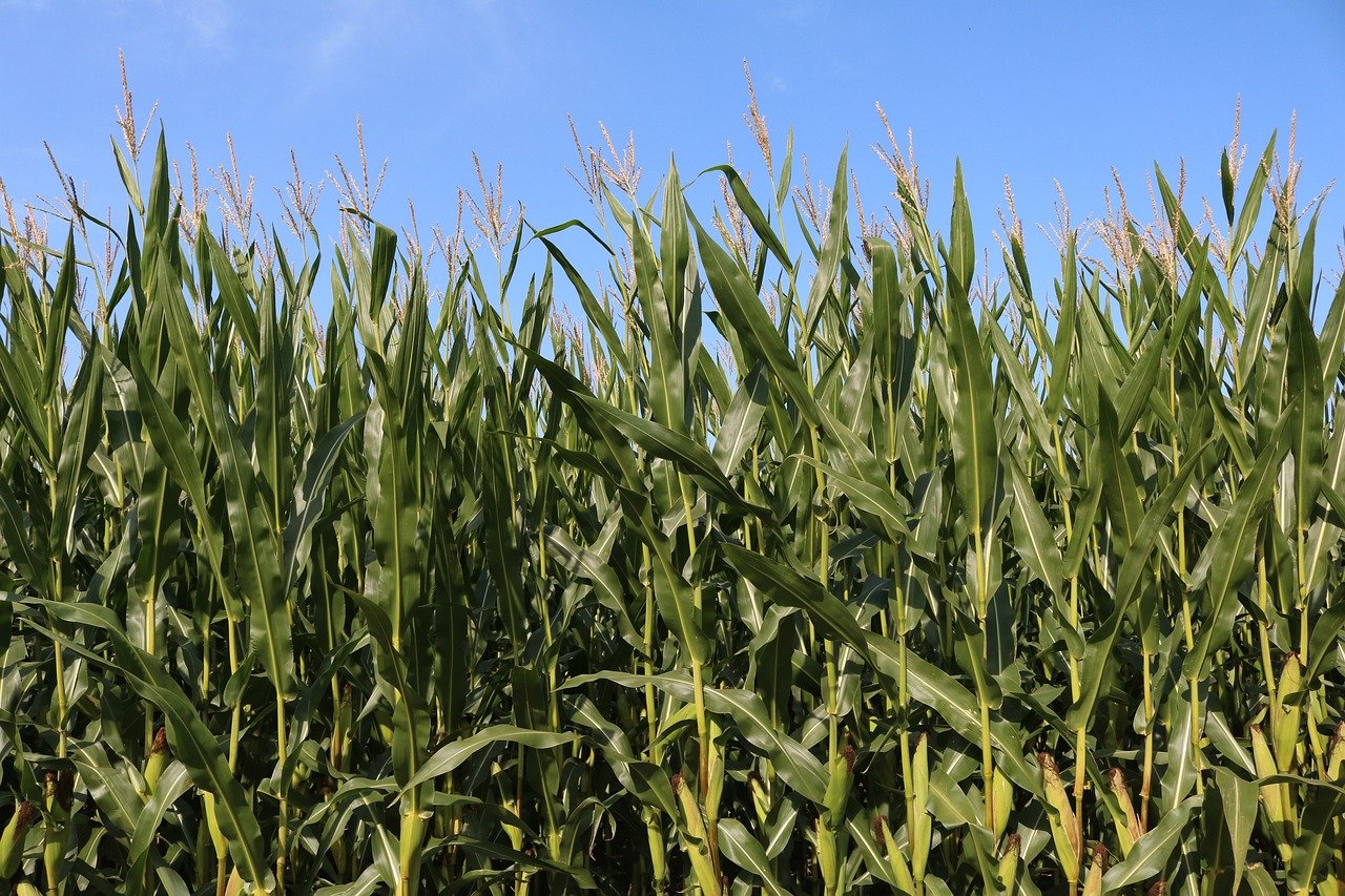 Plantio da safra verão 2023/24 de milho atinge 97,6% no Brasil