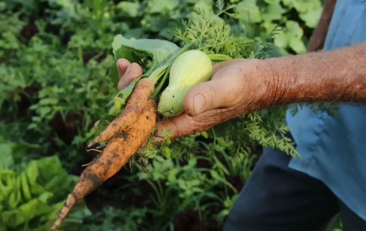 Primeiro projeto de lei do ano garante alimentos da agricultura familiar na merenda escolar