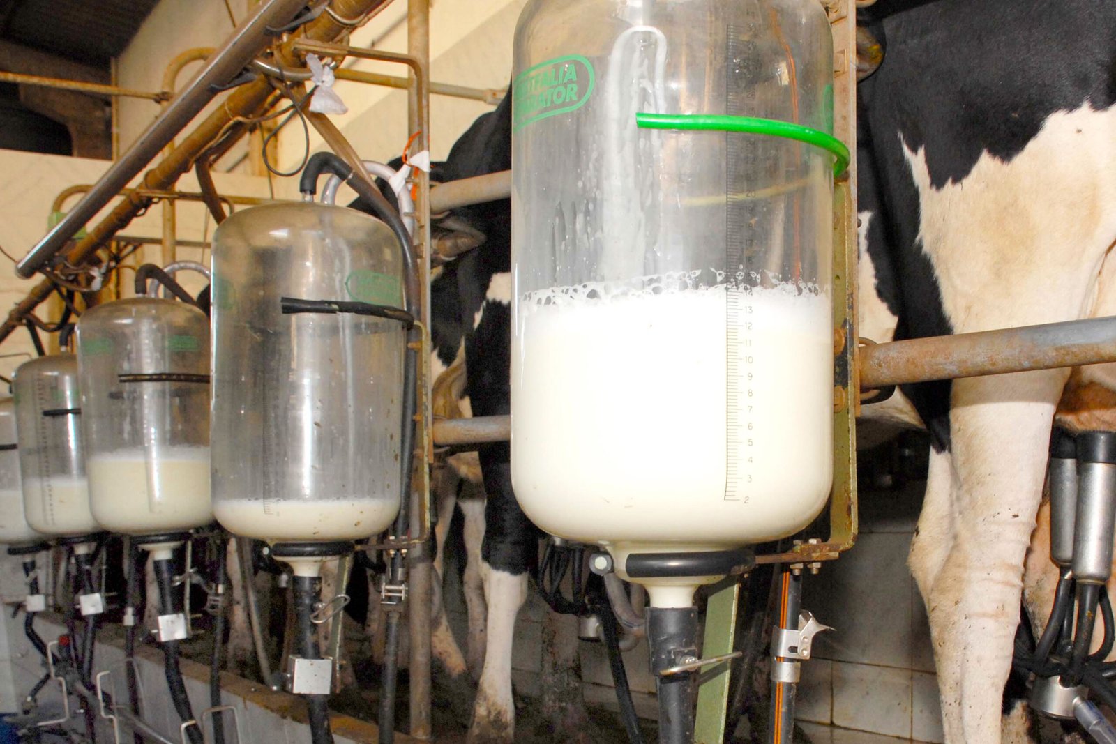 Custos diminuem em 2023, mas não garantem aumento de receita ao produtor de leite