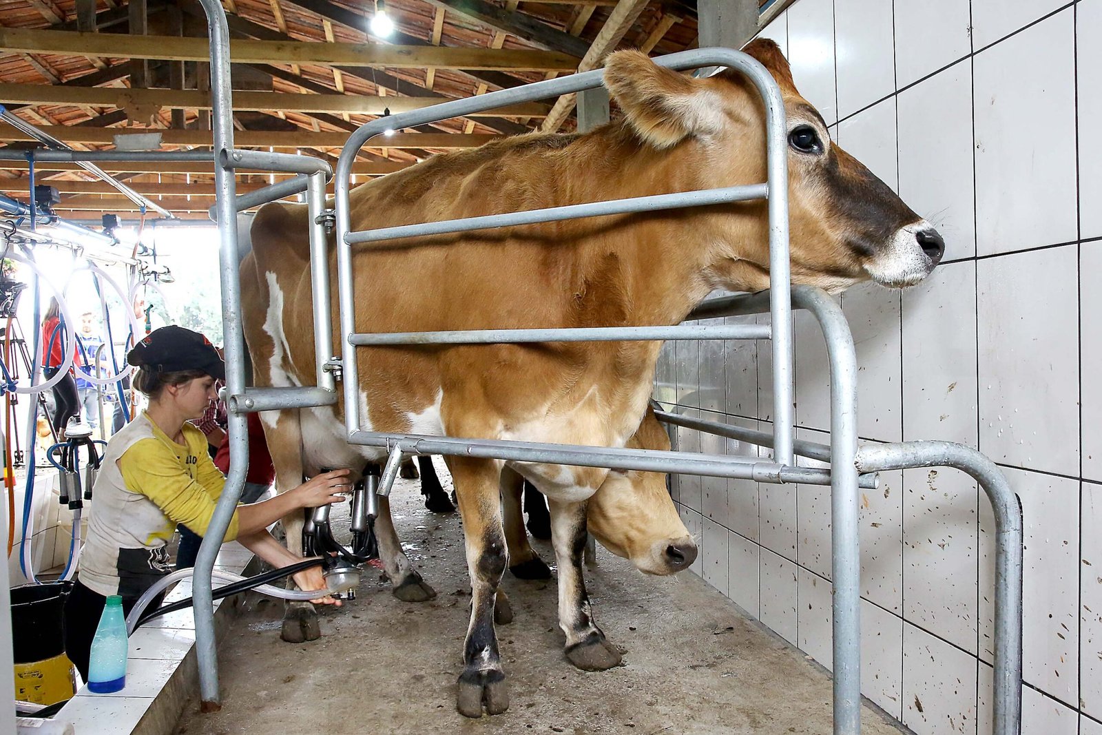 Remuneração do produtor de leite melhorou no Paraná, aponta boletim