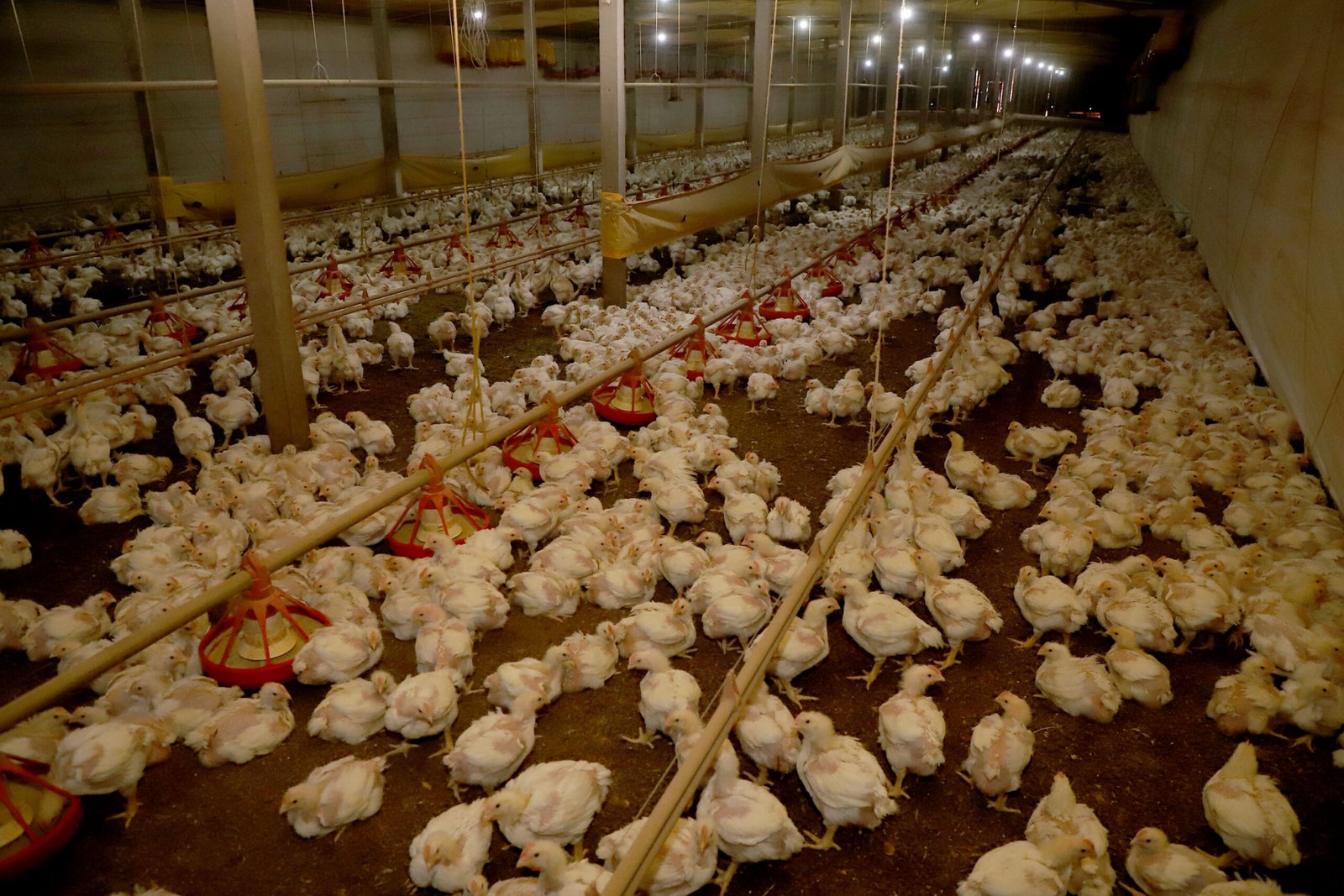Custos de produção de frangos em queda no Paraná