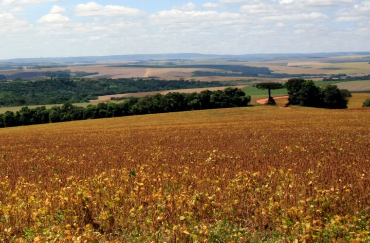 Paraná: Safra de soja tem quebra e menos seguro rural