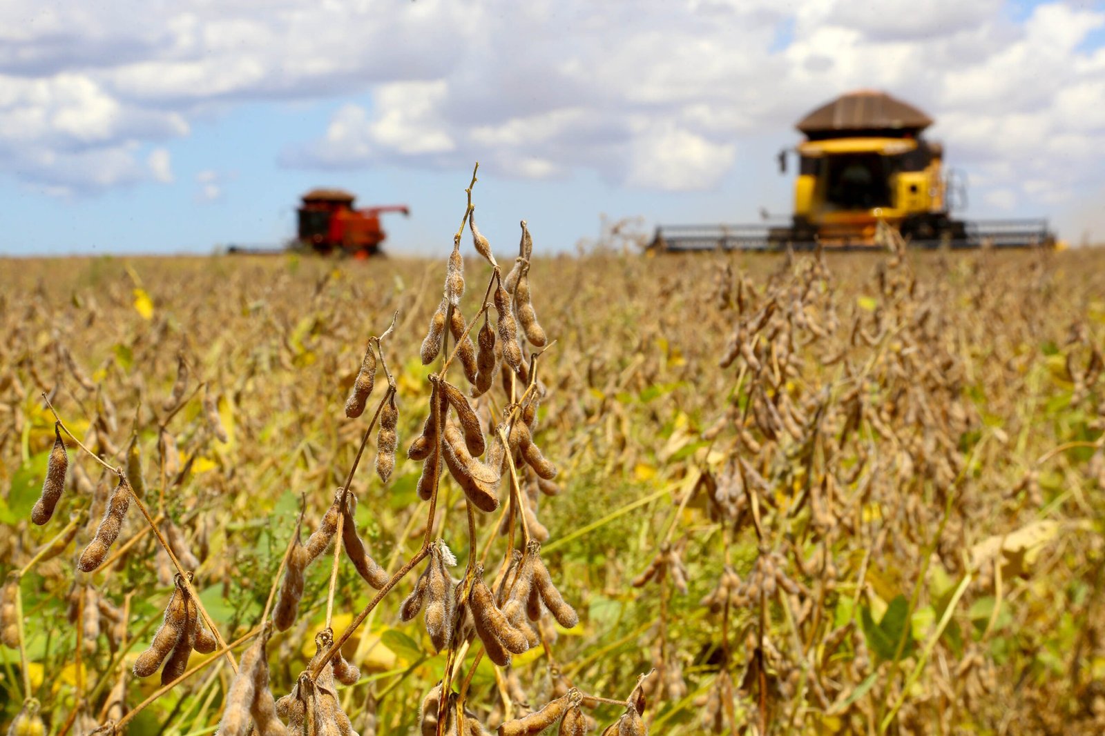 Preços da soja caem 30% em comparação com 2023